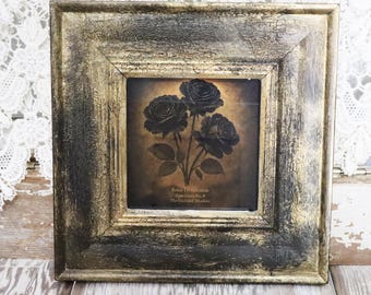 Black Rose Framed Print "Rosa obsidianis " The Gilded Shadow"