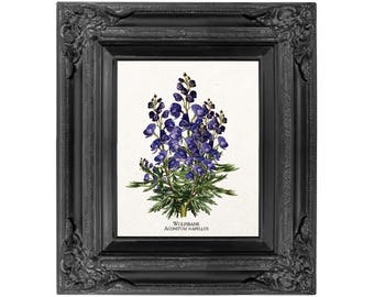 Wolfsbane Botanical Print, Dark Poison Plant Art (Digital Download)
