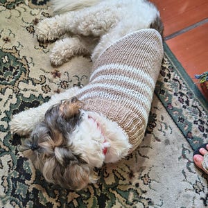 May include: A small dog wearing a beige and white striped sweater, lying on a patterned rug. The dog has a mix of white, brown, and gray fur. The rug has a green and beige floral design.