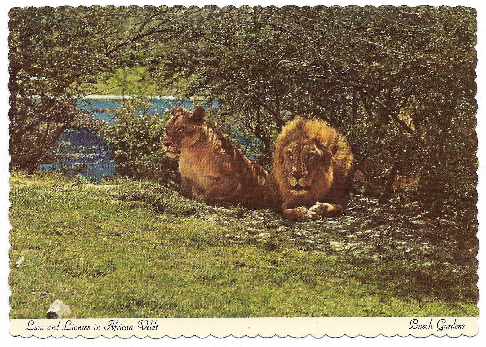 Lion and Lioness in African Veldt Busch Gardens 1970's Etsy