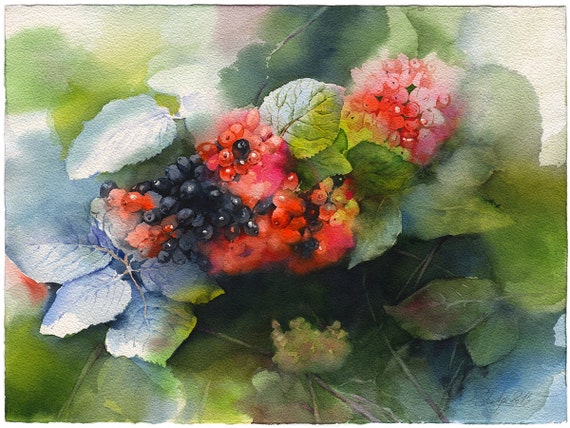 Baies De Peinture Original Sureau Aquarelle Sur Papier