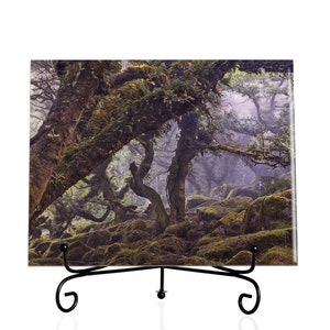 May include: A square ceramic tile with a photograph of a mossy forest scene. The image shows a dense forest with gnarled trees, moss-covered rocks, and a misty atmosphere.