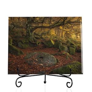 May include: A square ceramic tile with a photograph of a forest scene. The image shows a large tree with moss-covered roots, fallen leaves, and large rocks covered in moss. The tile is on a black metal easel.