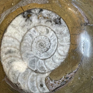 Nautilus Beautiful Polished Ammonite Fossil-3 7/8 Paperweight image 3