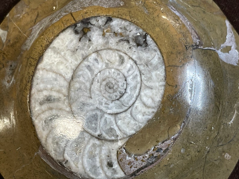 Nautilus Beautiful Polished Ammonite Fossil-3 7/8 Paperweight image 3