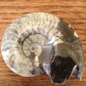 Nautilus Beautiful Polished Ammonite Fossil-3&quot;