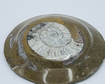 Nautilus Beautiful Polished Ammonite Fossil-3 7/8"  Paperweight