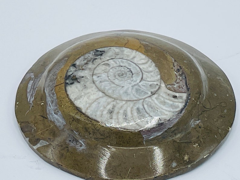 Nautilus Beautiful Polished Ammonite Fossil-3 7/8 Paperweight image 1