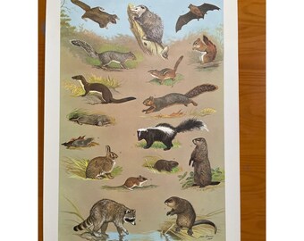 VTG Mammals Farm & Woodlot Print Chart Poster 60s MCM 20x30 Ned Smith PA Game