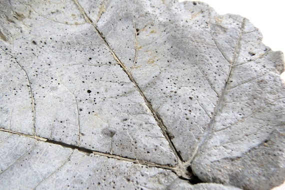Cast directly from a real malva leaf, this concrete trinket dish preserves every vein and serration in tactile, sculptural gray — genuinely artisanal and earthy.