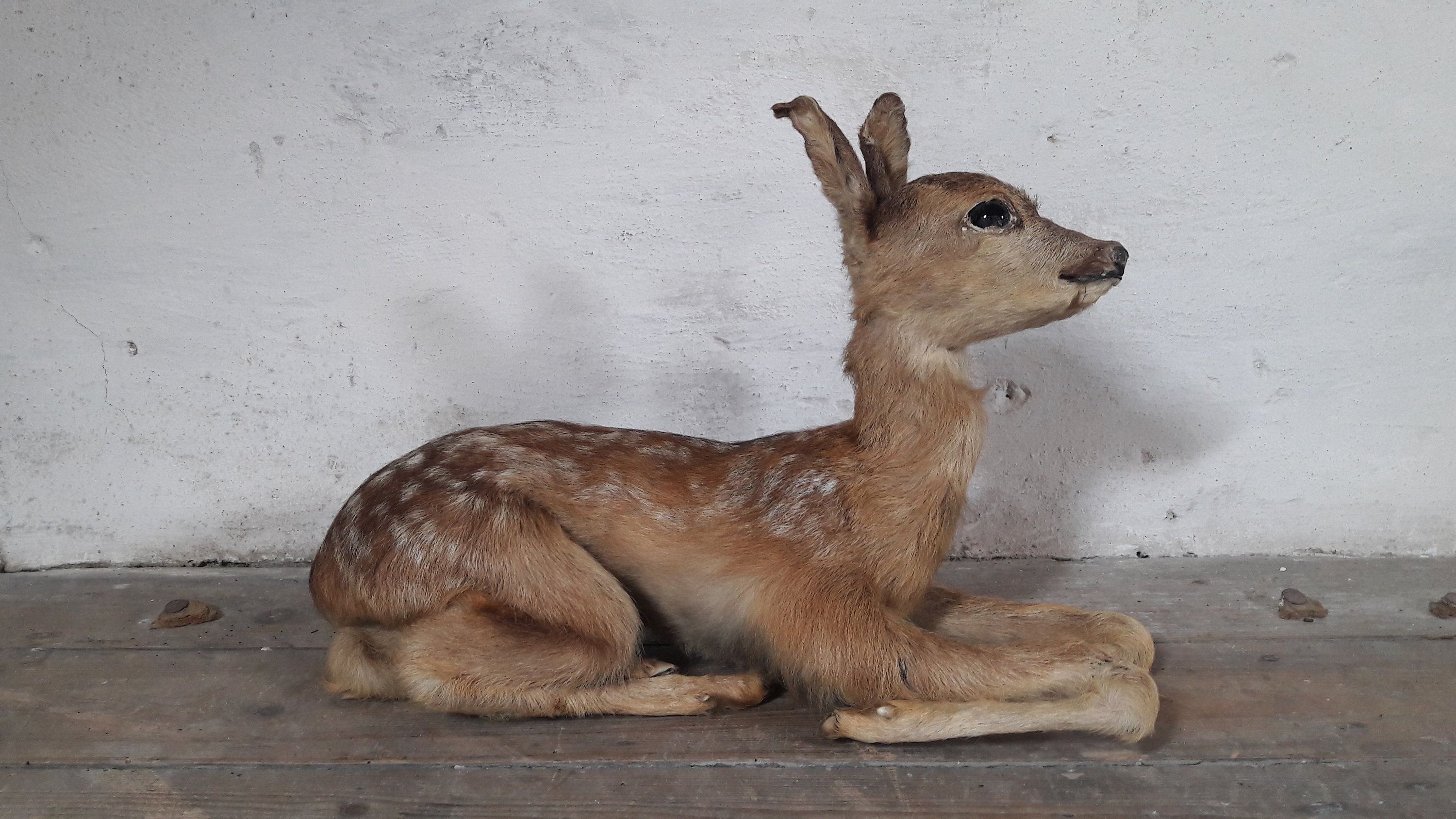 Fawn Taxidermy Baby Deer Taxidermy Curiosity French Etsy