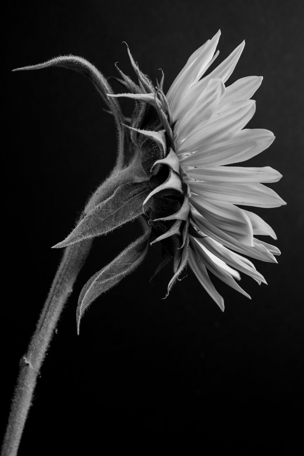 Sunflower Photo Flower Still Life Black And White Floral Etsy