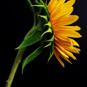 Sunflower Photo Flower Still Life Floral Fine Art Photography Sunflower Wall Art Flower Home Decor, Print, Framed, or Canvas