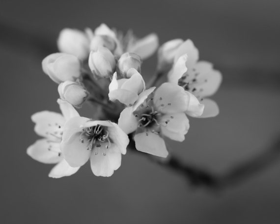 Tree Blossoms Fiore Bianco E Nero E Fotografia Naturali8 X Etsy