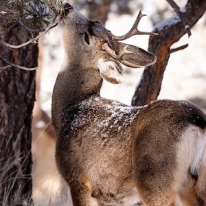 Young Deer in Snow Colorado Wildlife Photography Print on Fine Art Paper Framed or Canvas, several sizes