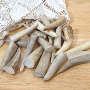 May include: A pile of natural antler dog chews in various sizes and shapes. The antler chews are a light brown color and have a smooth, polished finish.