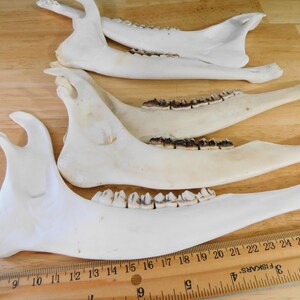 May include: Four white animal jawbones with teeth. The jawbones are arranged in a row, with the largest jawbone at the bottom. The jawbones are on a wooden surface with a ruler.