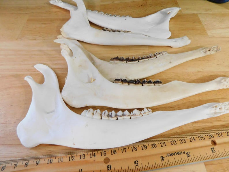 May include: Four white animal jawbones with teeth. The jawbones are arranged in a row, with the largest jawbone at the bottom. The jawbones are on a wooden surface with a ruler.