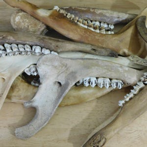 May include: Close-up of a collection of animal jawbones with teeth. The bones are light brown and white, and the teeth are white and sharp.