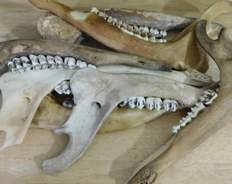 1 pc Craft-grade Deer Jaws, Whitened or Natural 6" to 9" (natural bone vulture culture goblincore corvidcore halloween skeleton jawbone)