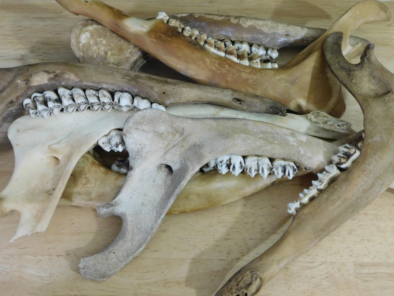 May include: Close-up of a collection of animal jawbones with teeth. The bones are light brown and white, and the teeth are white and sharp.