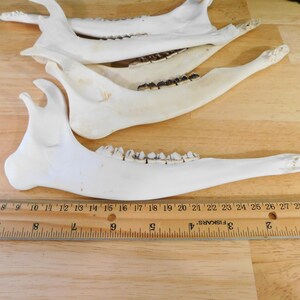 May include: Three white animal jawbones with teeth, laid out on a wooden surface with a ruler for scale. The jawbones are approximately 10 inches long.