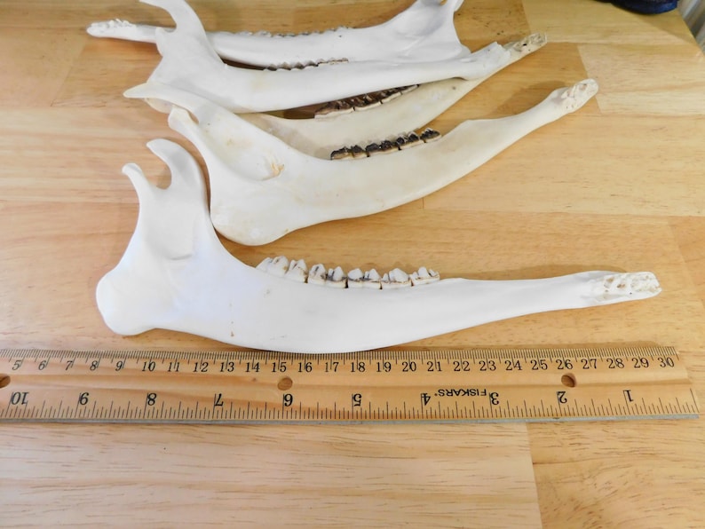May include: Three white animal jawbones with teeth, laid out on a wooden surface with a ruler for scale. The jawbones are approximately 10 inches long.