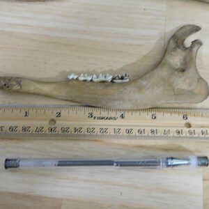 May include: A close-up of a light brown animal jawbone with teeth. The jawbone is about 4 inches long and is resting on a wooden surface next to a ruler and a pen.