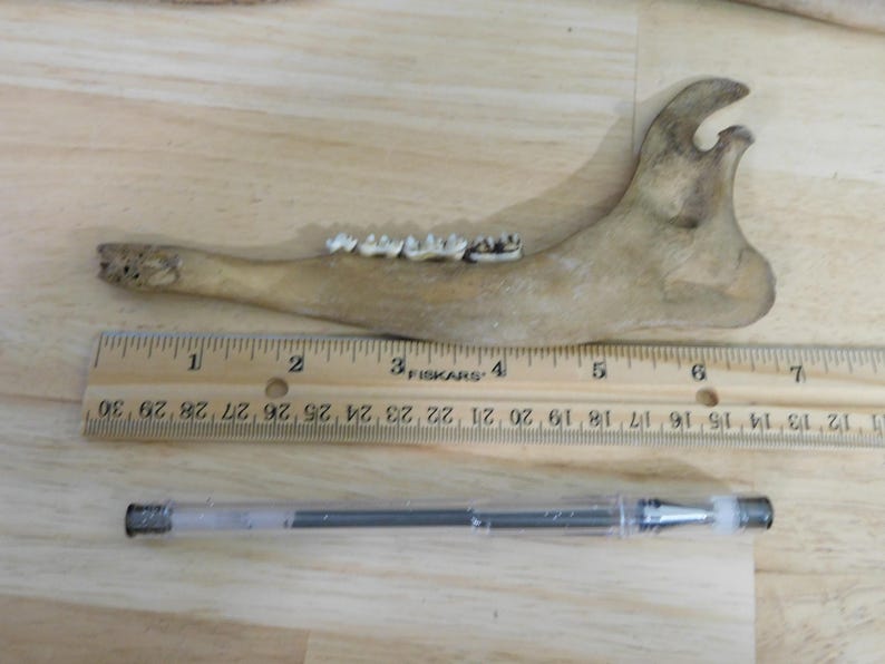 May include: A close-up of a light brown animal jawbone with teeth. The jawbone is about 4 inches long and is resting on a wooden surface next to a ruler and a pen.