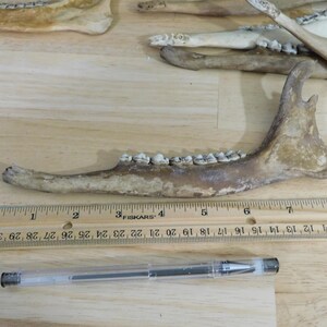 May include: A close-up of a brown animal jawbone with teeth. The jawbone is about 7 inches long and is measured against a ruler.