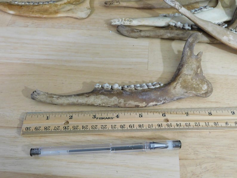 May include: A close-up of a brown animal jawbone with teeth. The jawbone is about 7 inches long and is measured against a ruler.