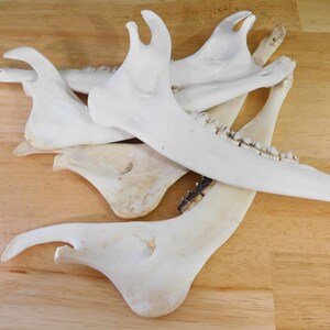 May include: A collection of five white animal jawbones with teeth. The bones are arranged in a pile on a wooden surface.