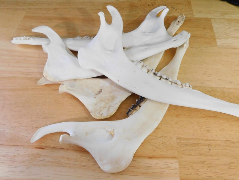 May include: A collection of five white animal jawbones with teeth. The bones are arranged in a pile on a wooden surface.