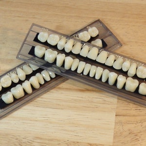 Conjunto completo de dientes humanos de resina realista (esqueleto de hueso de imitación, hada de los dientes, gótico, gore, espeluznante, espeluznante, artesanía de halloween, luto steampunk)