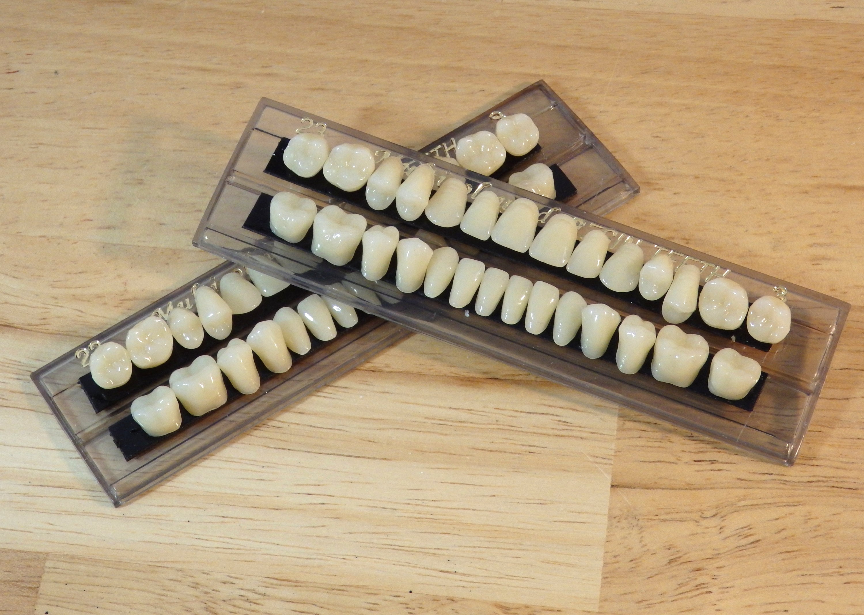 Full Set Resin Human Teeth (imitation bone skeleton tooth fairy gothi…