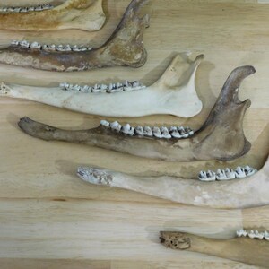 May include: Close-up of several animal jawbones with teeth. The bones are light brown and white, and the teeth are white. The bones are arranged in a semi-circle on a light brown wooden surface.