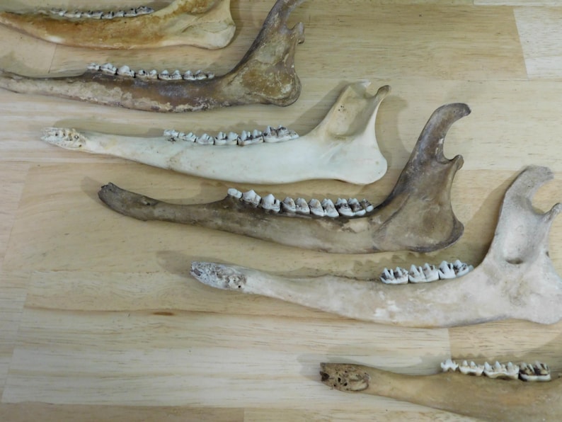 May include: Close-up of several animal jawbones with teeth. The bones are light brown and white, and the teeth are white. The bones are arranged in a semi-circle on a light brown wooden surface.