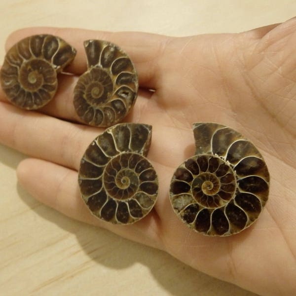 Ammonite Fossils, Split Pair Cabs Cabochons (matched set wire-wrapping brown shell sea pre-historic ancient stone gemstone agate druzy)