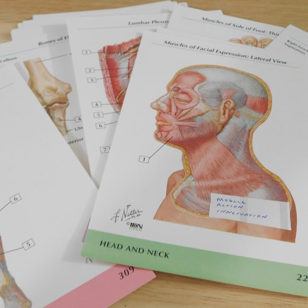 Mixed Human Anatomy Flash Cards, 4x6" (scrapbooking Halloween medical curiosity goth spooky creepy oddities paper ephemera dark academia)