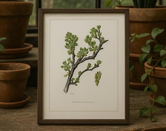 Może przedstawiać: Oprawiony wydruk botaniczny przedstawiający szczegółową ilustrację gałęzi rośliny z zielonymi liśćmi i pąkami. Wydruk jest oprawiony w ciemnobrązową drewnianą ramę. Wydruk jest eksponowany na drewnianym stole.