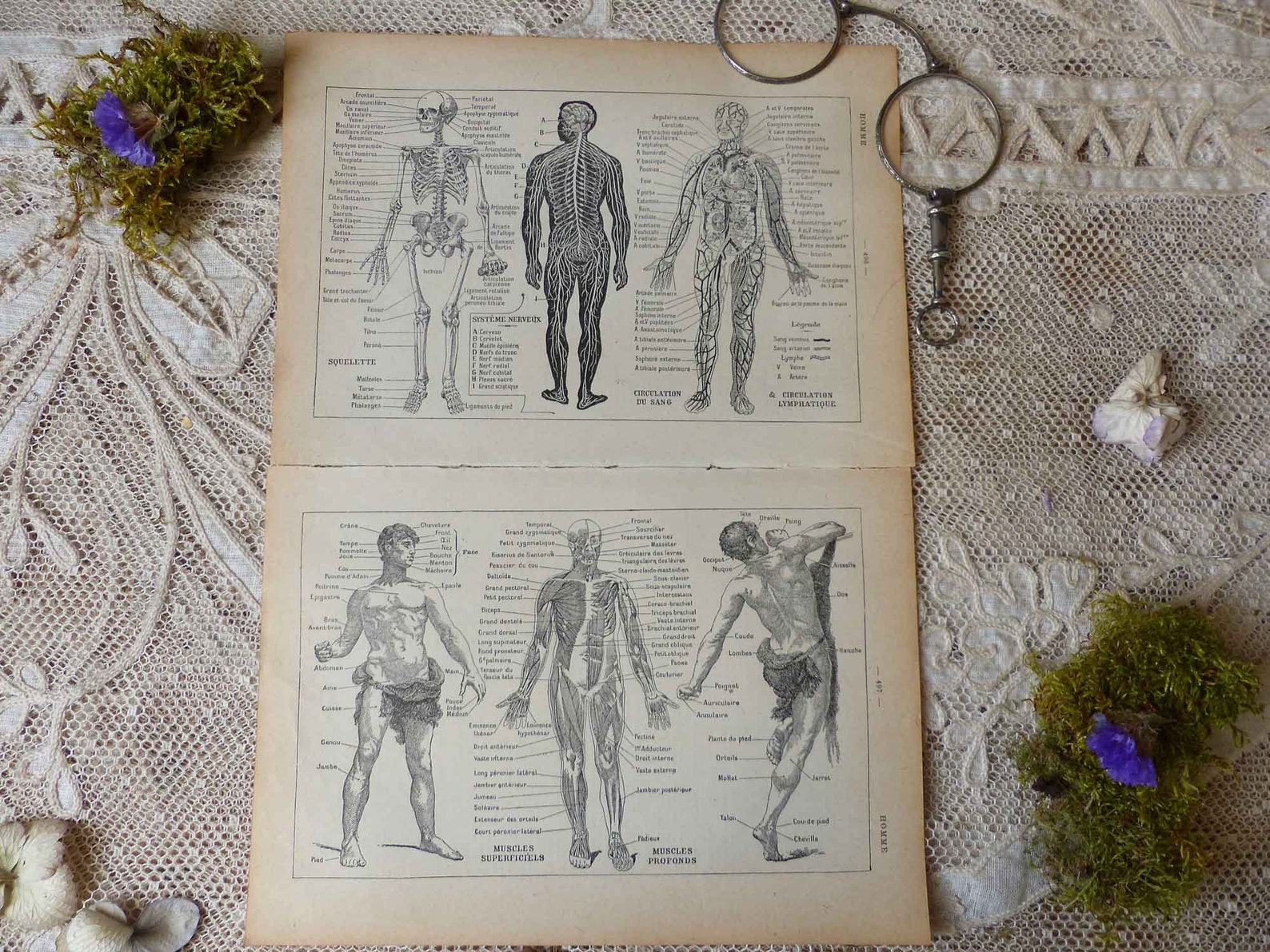Download Set of 2 pages Antique french engraving print. Human ...