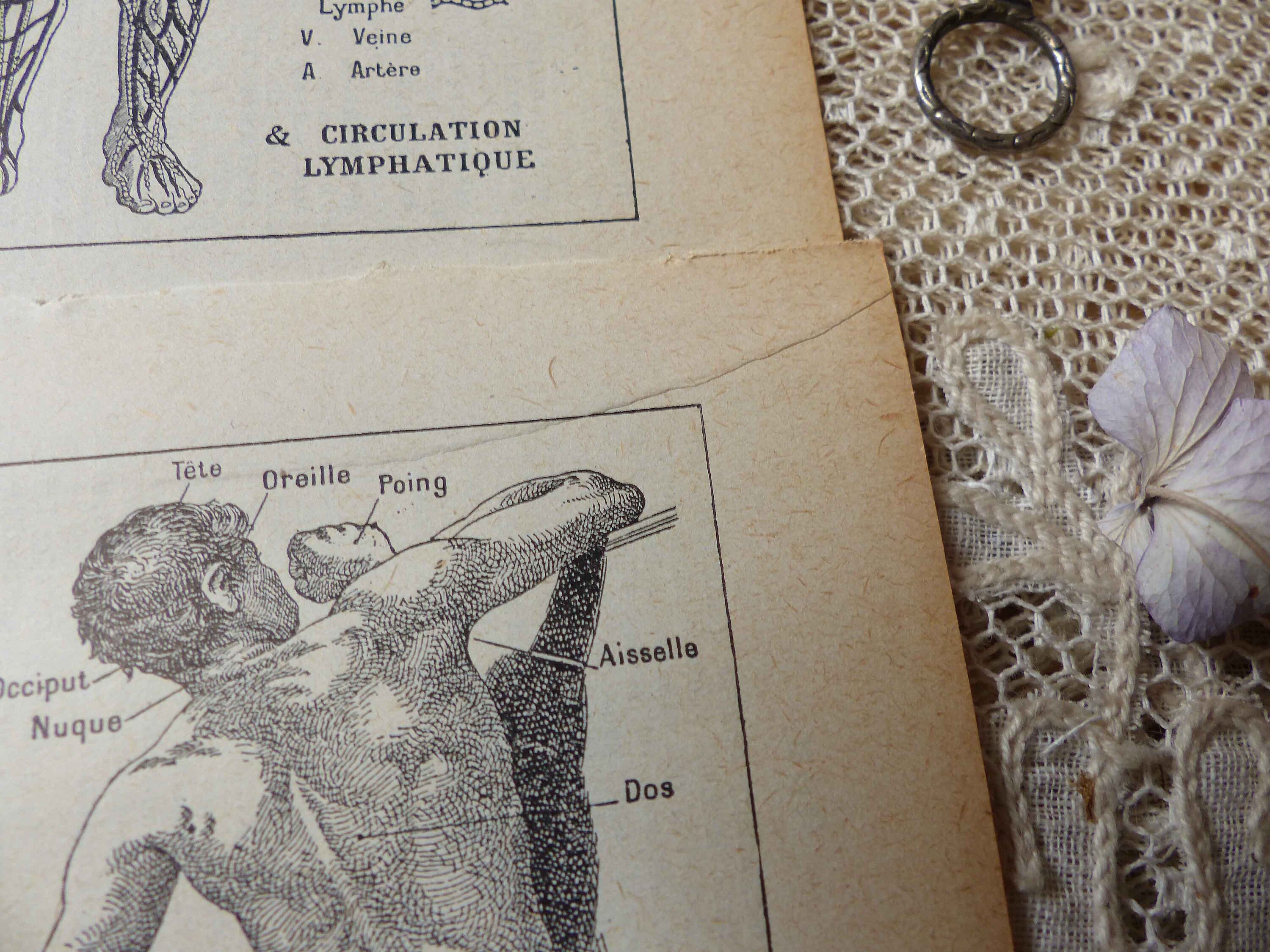 Download Set of 2 pages Antique french engraving print. Human ...