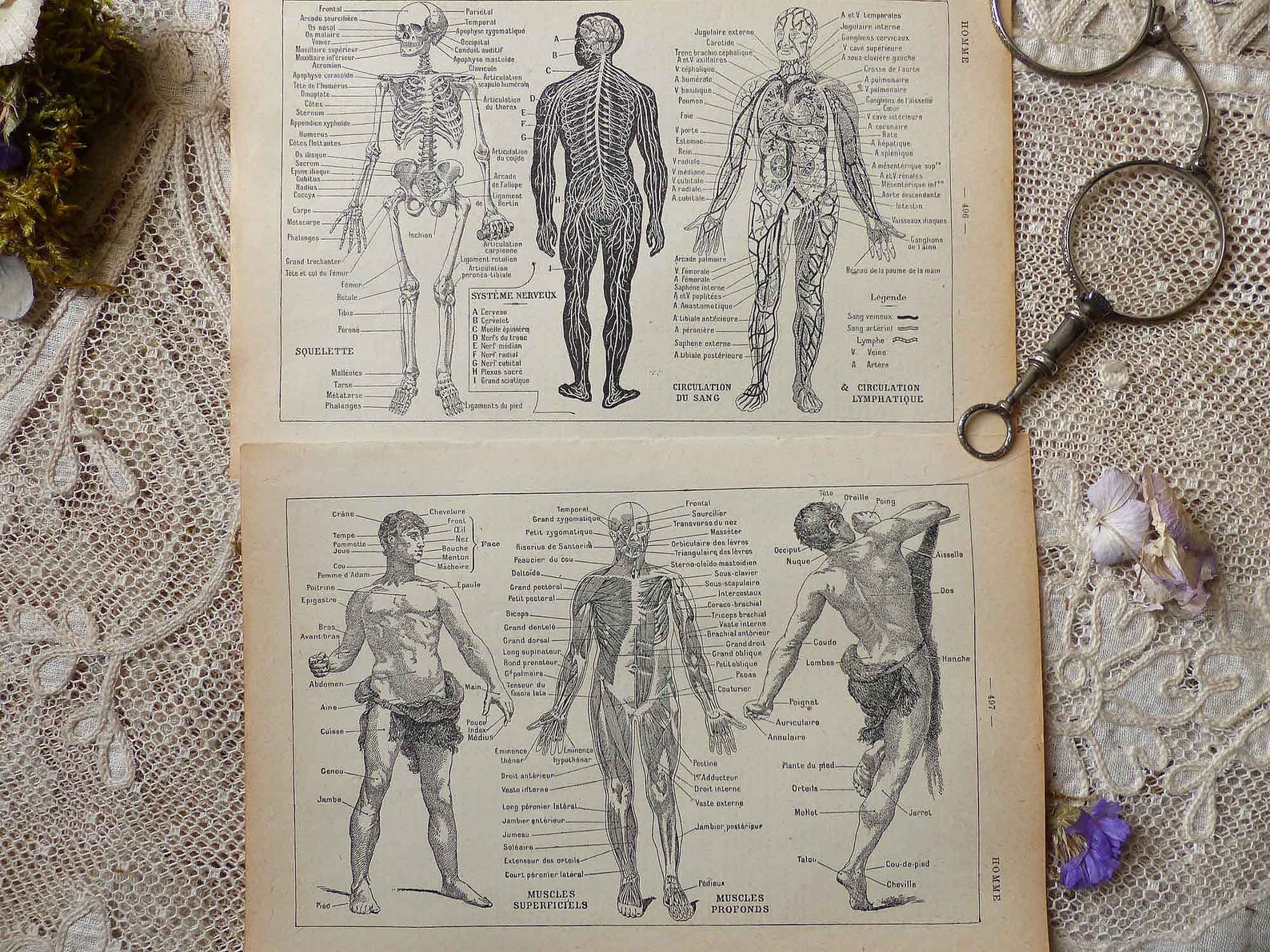 Download Set of 2 pages Antique french engraving print. Human ...