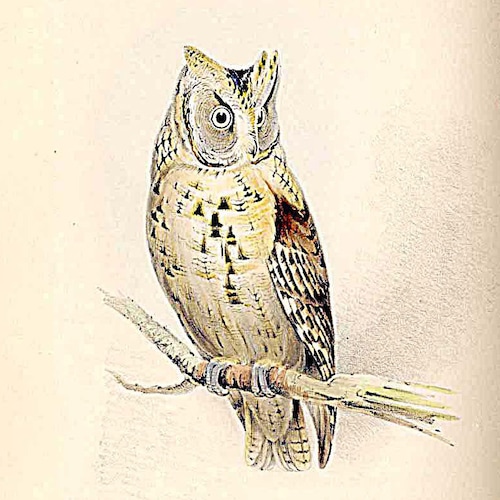 アンティーク フレンチ マジョリカ ジャルディニエール、アール