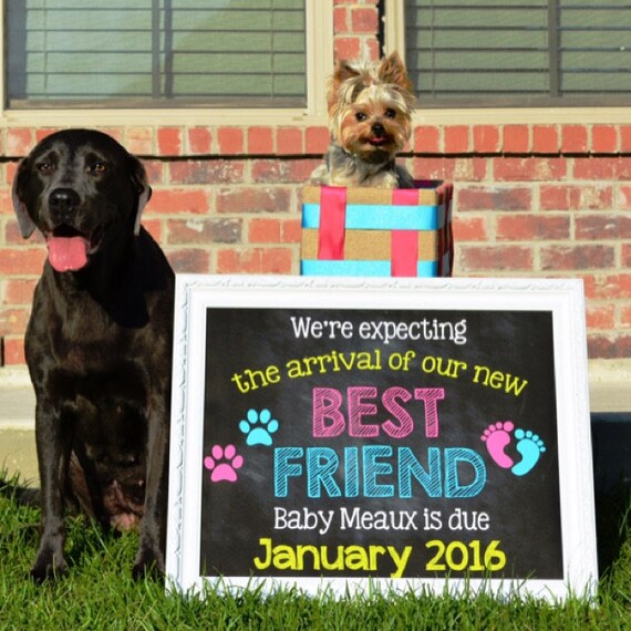 Printable Chalkboard Pregnancy Announcement // Pregnancy Reveal // Best Friend // Dog Announcement // Pregnancy Announcement For Dogs Il_570xn