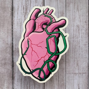 Pulse / Pulso 4&quot; Matte Die Cut Sticker • Human Heart • Anatomical Heart Sticker