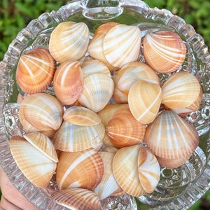May include: A glass bowl filled with a collection of small, white and orange seashells. The shells have a natural, organic texture and are arranged in a random pattern.