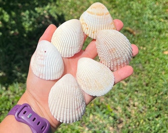 Gigantische hartkokkelschelp middelgroot, prachtige zeeschelp van de stranden van Florida. Pakketten van 1 of 7 schelpen. Maten 2 tot 2 1/2 inch.