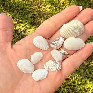 May include: A collection of small, white seashells of various shapes and sizes are held in an open hand. The shells have textured surfaces and are displayed against a backdrop of green grass.