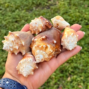 May include: A selection of seashells in various sizes and shades of brown and tan. The shells are held in a hand, with a green grassy background visible.